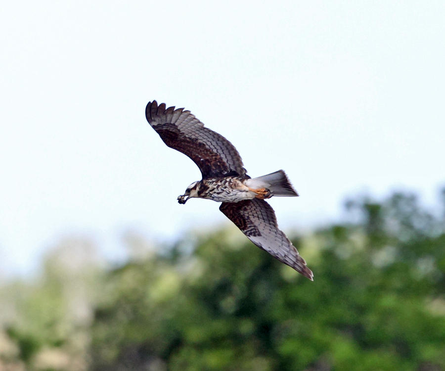 Snail Kite - Rostrhamus sociabilis