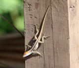 Brown Anole - Anolis sagrei