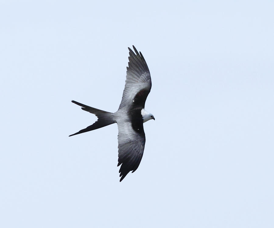 Swallow-tailed Kite - Elanoides forficatus