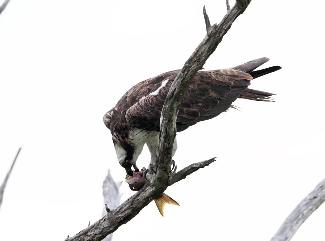 Osprey - Pandion haliaetus