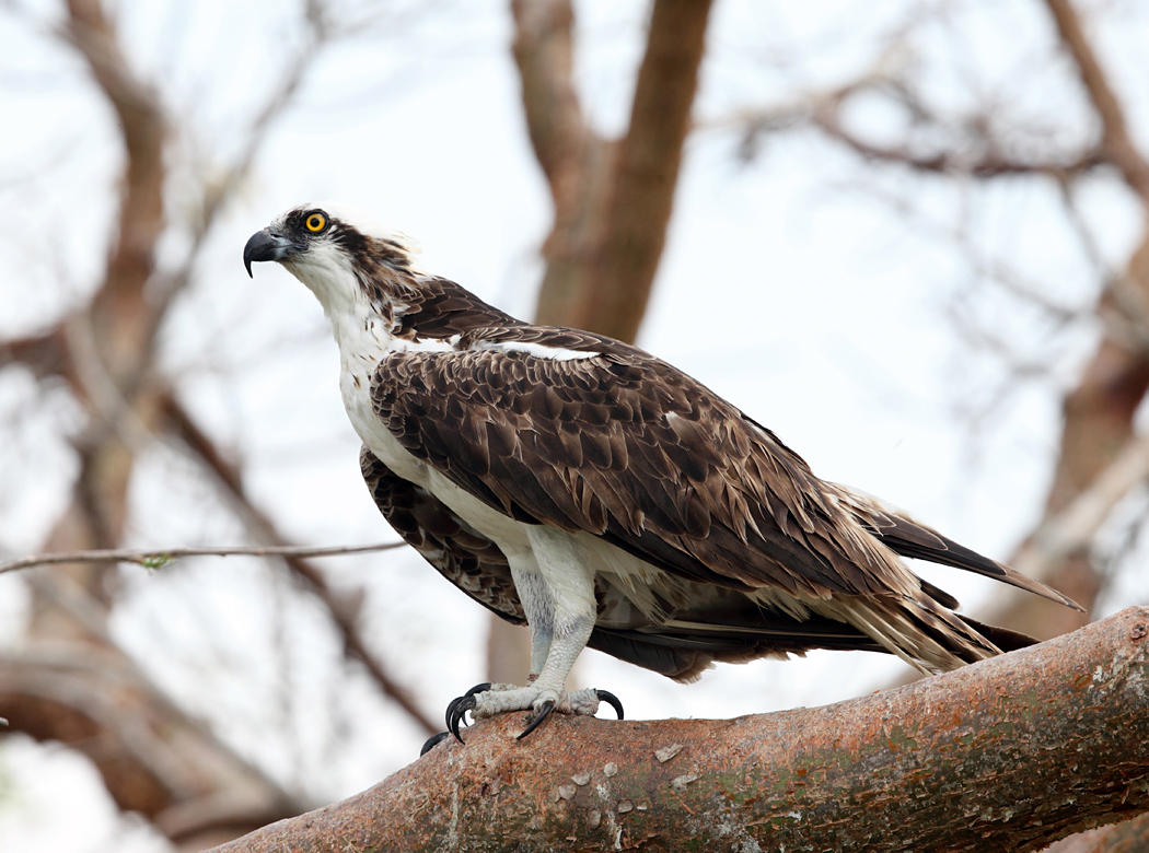 Osprey - Pandion haliaetus