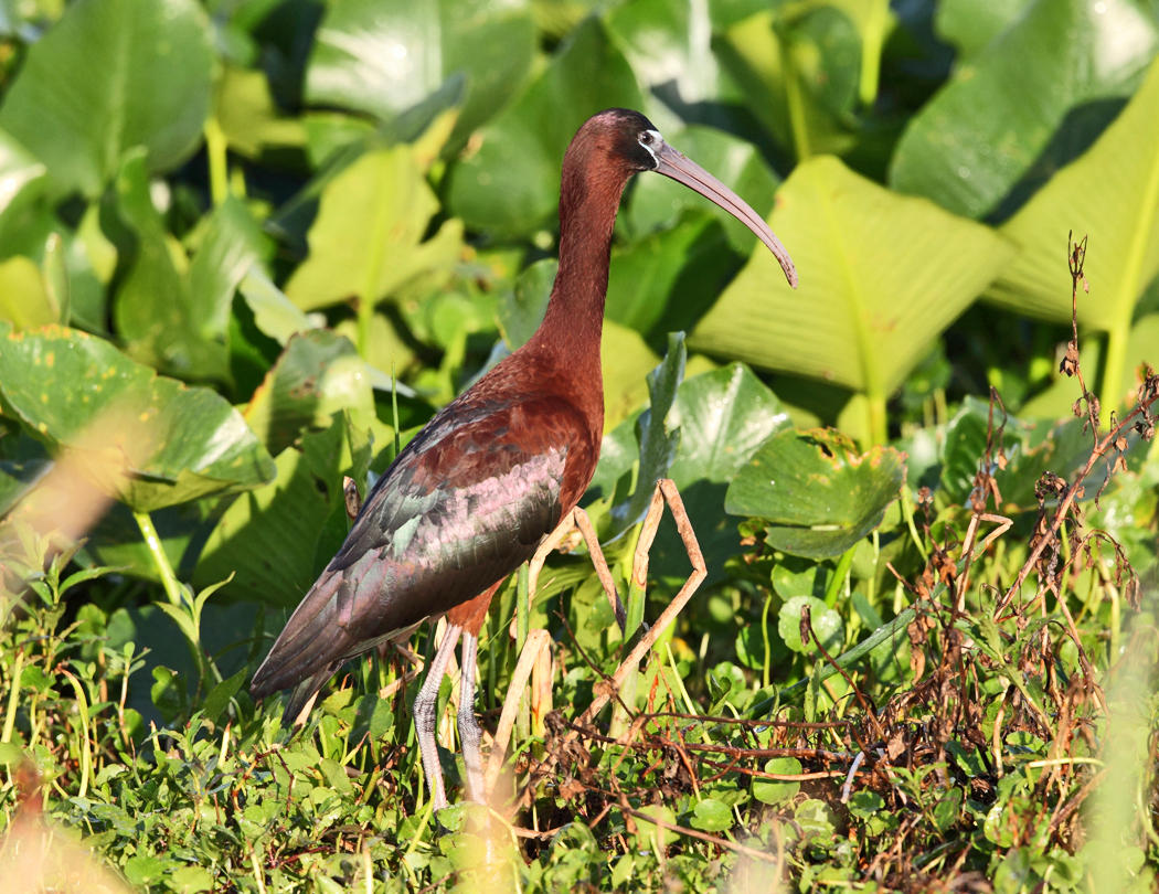 Glossy Ibis - Plegadis falcinellus