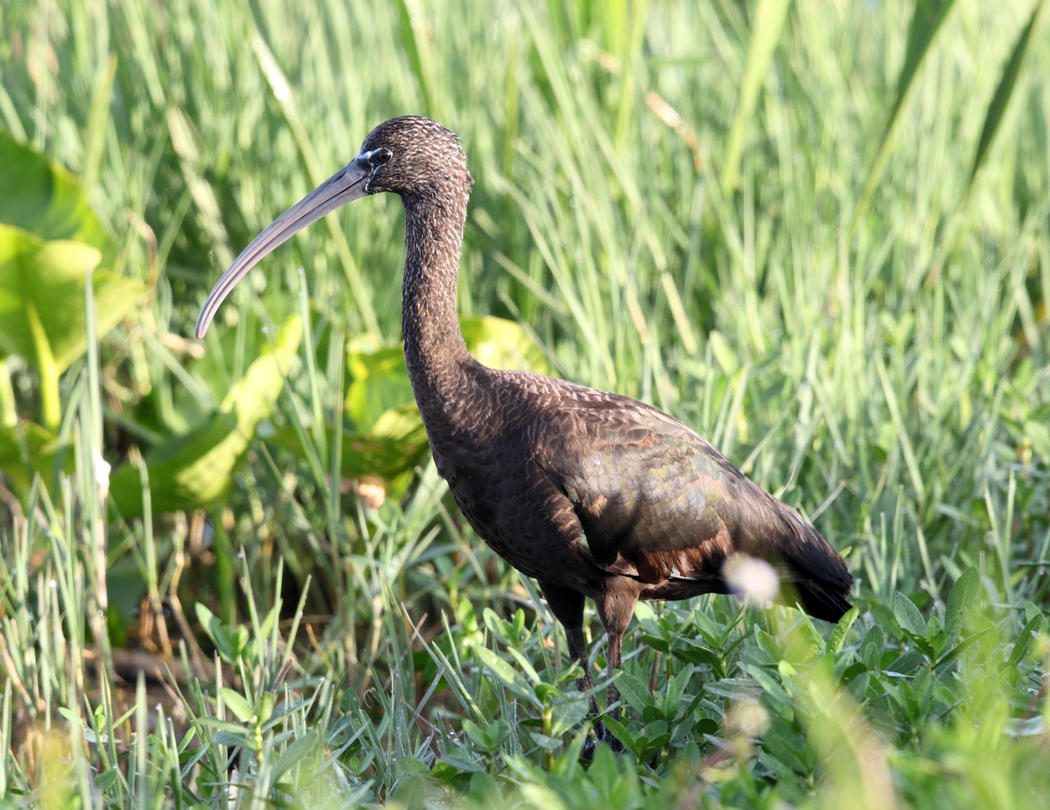 Glossy Ibis - Plegadis falcinellus