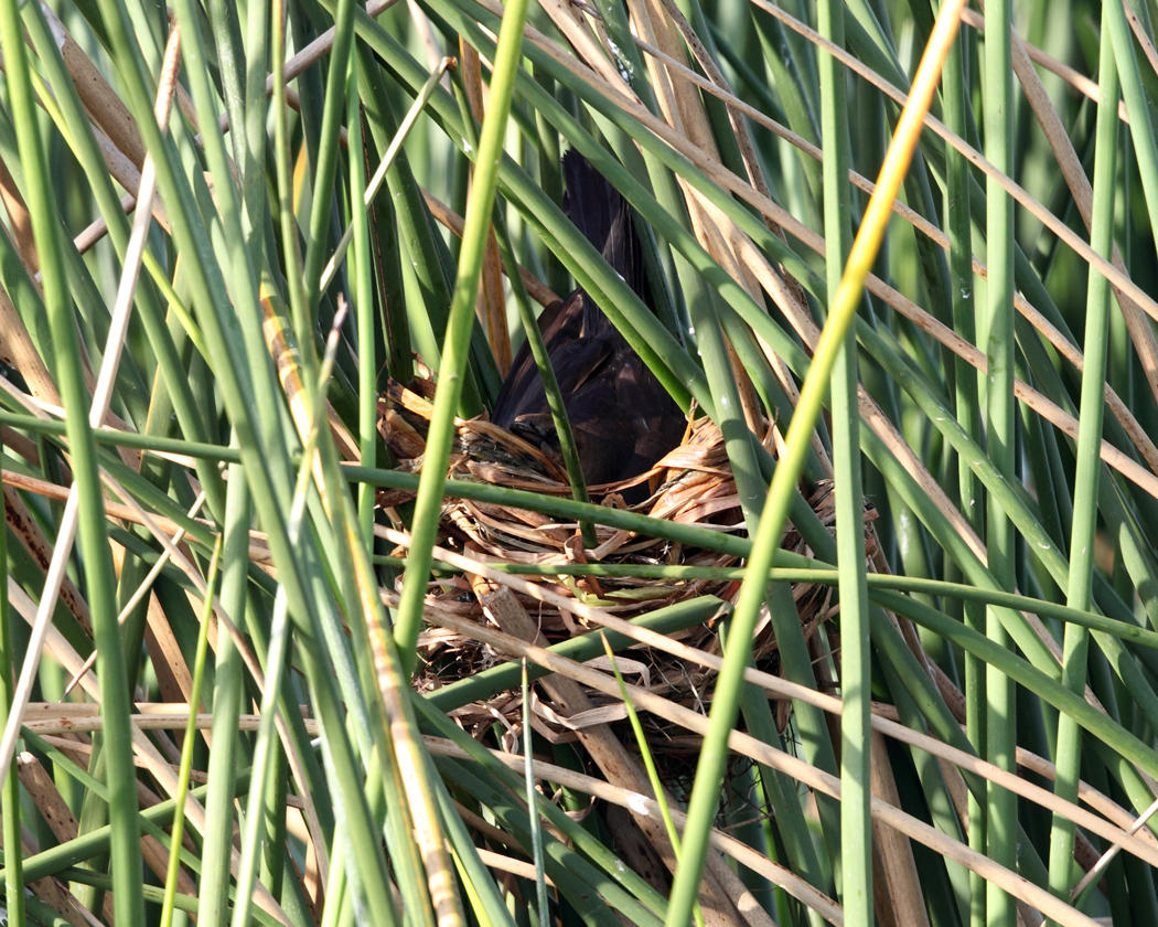 Boat-tailed Grackle - Quiscalus major (female on nest)
