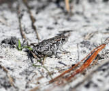 Oak Toad - Anaxyrus quercicus