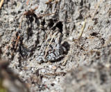 Oak Toad - Anaxyrus quercicus
