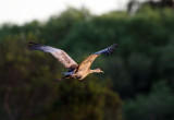 Sandhill Crane - Grus canadensis