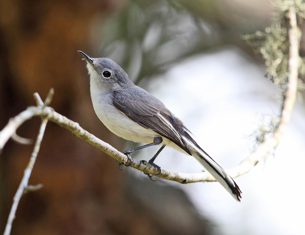 Blue-gray Gnatcatcher - Polioptila caerulea