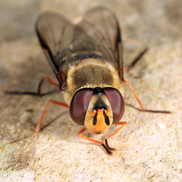 Syrphus torvus 