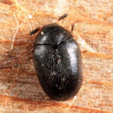Cryptorhopalum triste