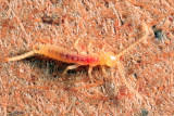 Campodeidae