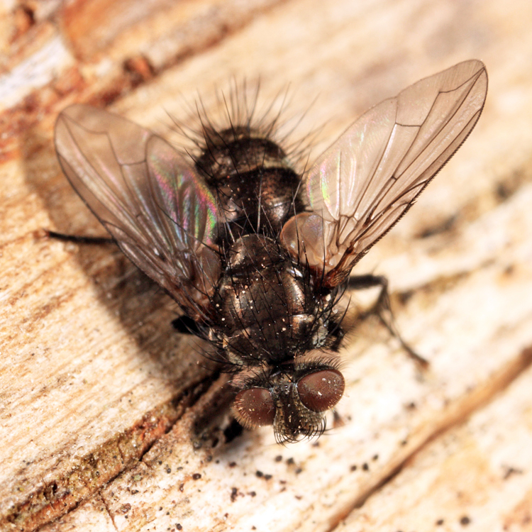 Lypha setifacies