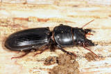 Big-headed Ground Beetle - Scarites subterraneus
