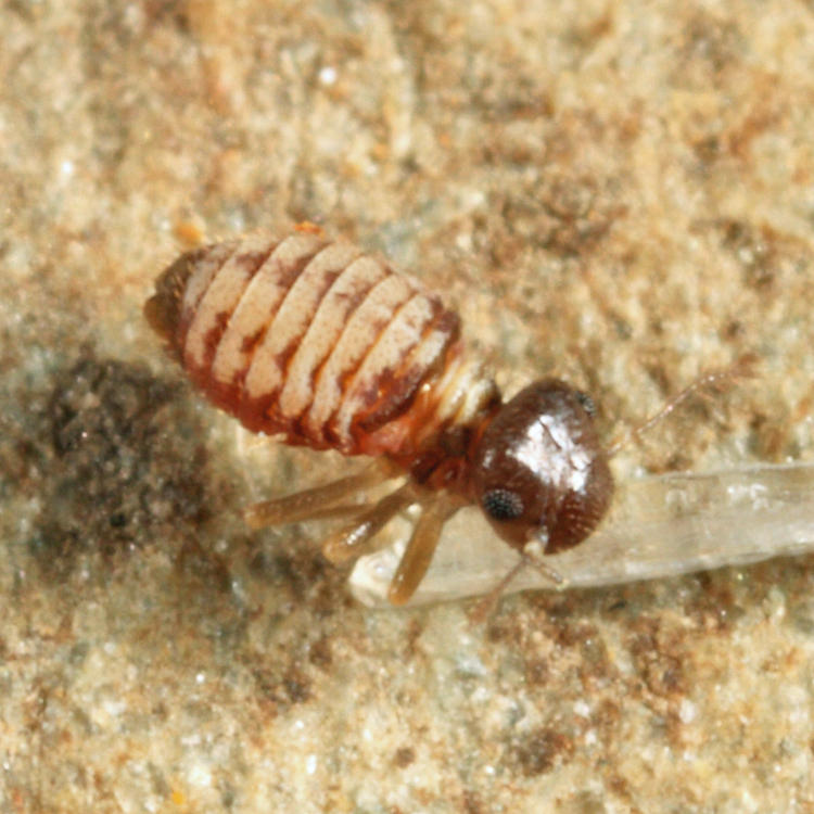 Reuterella helvimacula