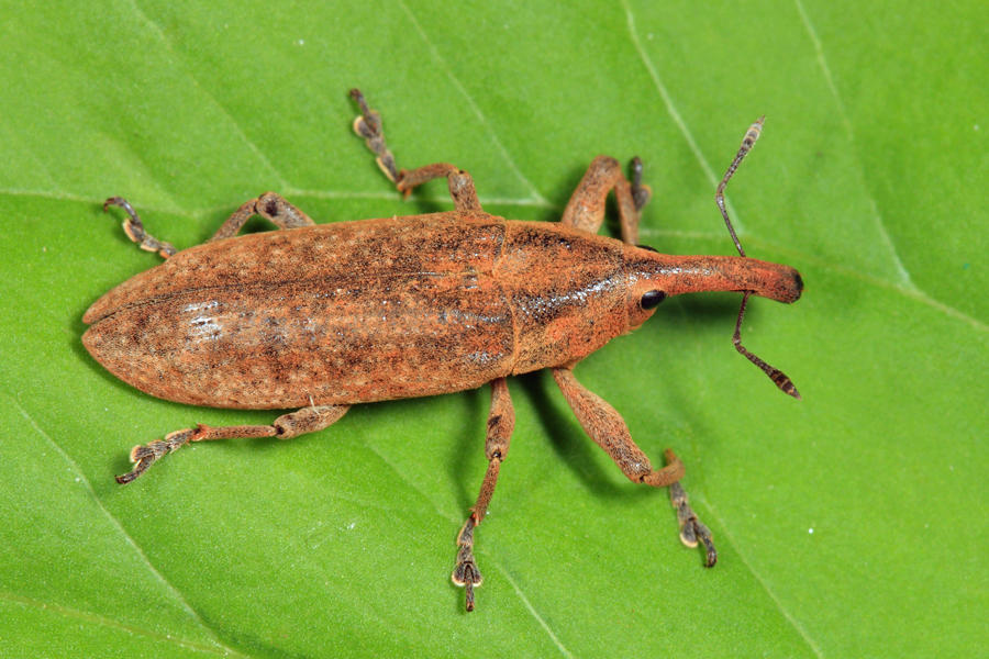 Lixus concavus