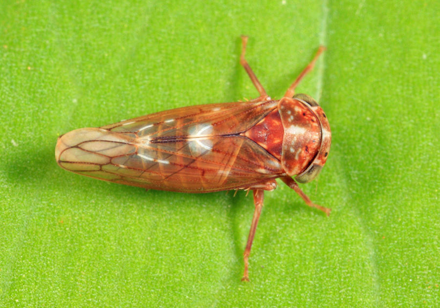 Idiocerus alternatus