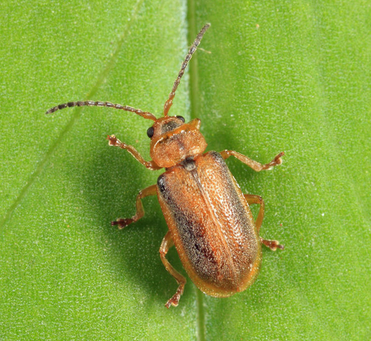 Neogalerucella calmariensis