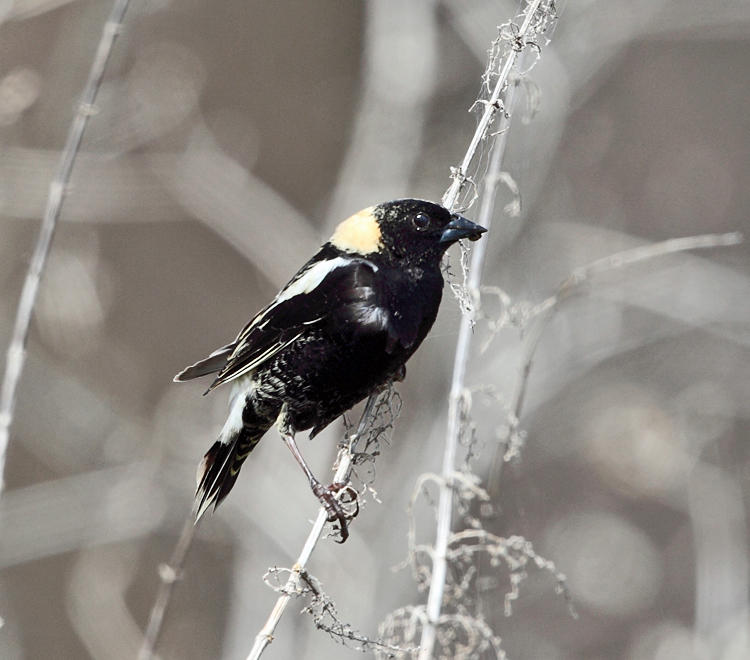 Bobolink - Dolichonyx oryzivorus
