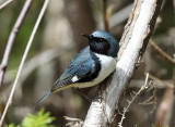 Black-throated Blue Warbler - Setophaga caerulescens