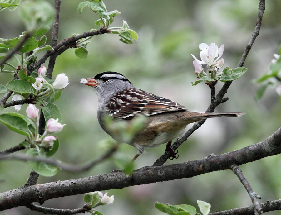 White-crowned Sparrow - Zonotrichia leucophrys