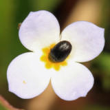Cryptorhopalum triste