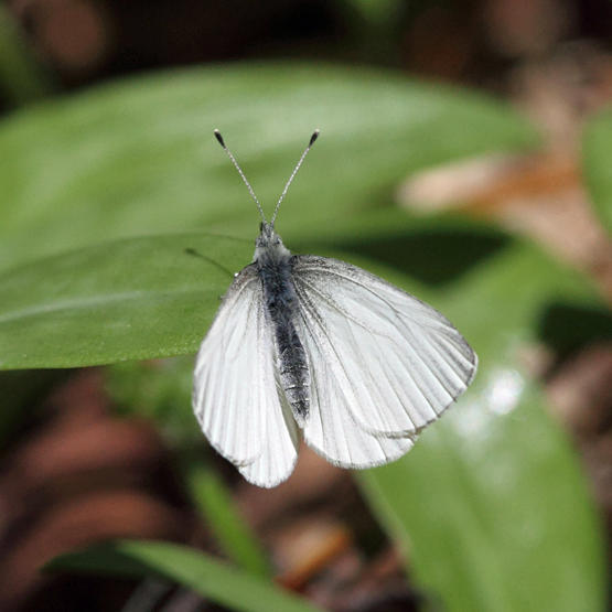 Mustard White - Pieris oleracea