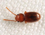 Charaphloeus sp.