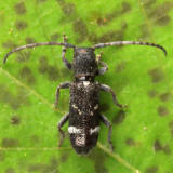 Currant-tip Borer - Psenocerus supernotatus