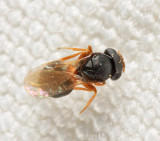 Platygastridae