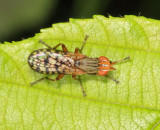 Pherbecta limenitis