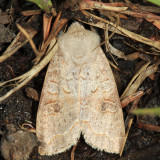 10490 - Subdued Quaker - Orthosia revicta