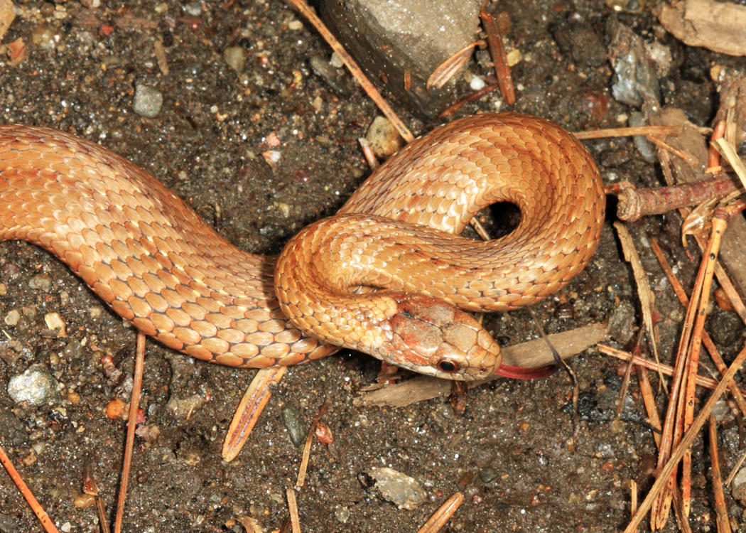 Northern Red-bellied Snake - Storeria occipitomaculata occipitomaculata