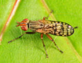 Pherbecta limenitis