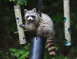 Raccoon - Procyon lotor