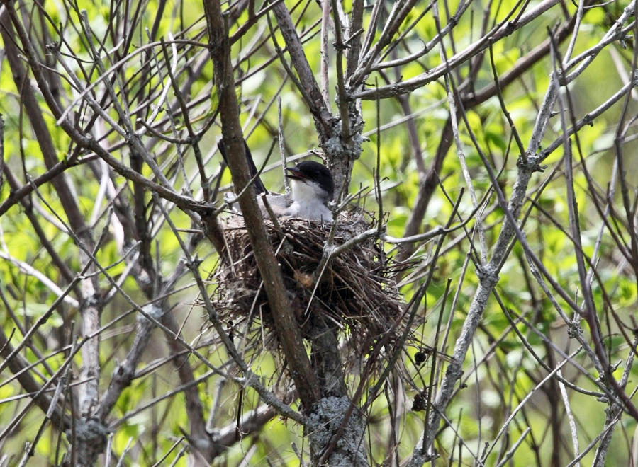 Eastern Kingbird - Tyrannus tyrannus (on nest)