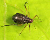 Cinara sp.