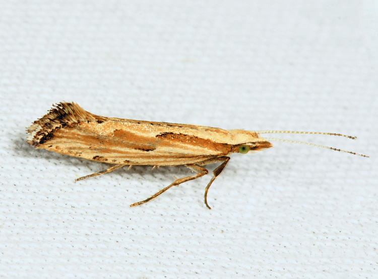 2363 - Dames Rocket Moth - Plutella porrectella