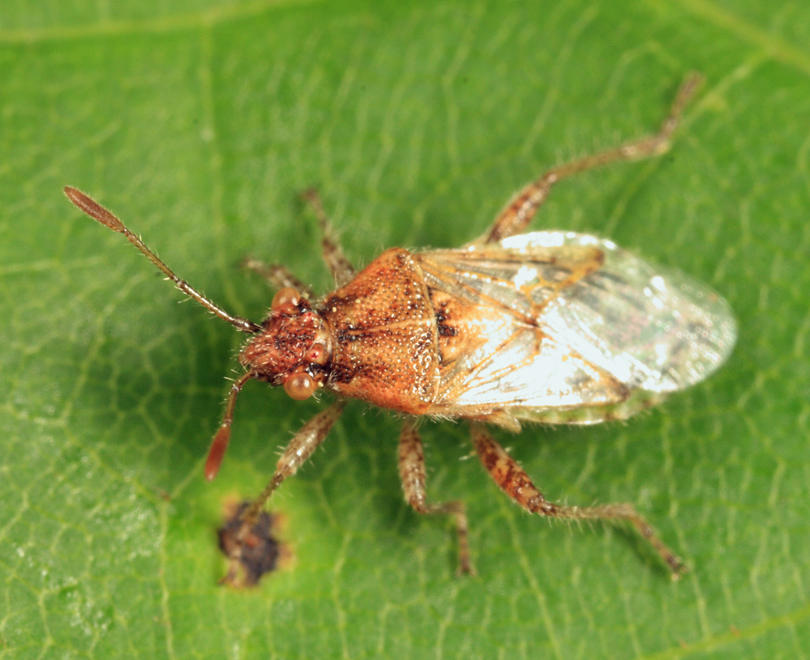 Arhyssus lateralis