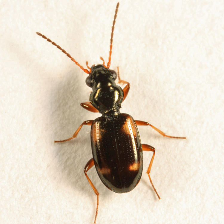Four-spotted Ground Beetle - Carabidae - Bembidion quadrimaculatum