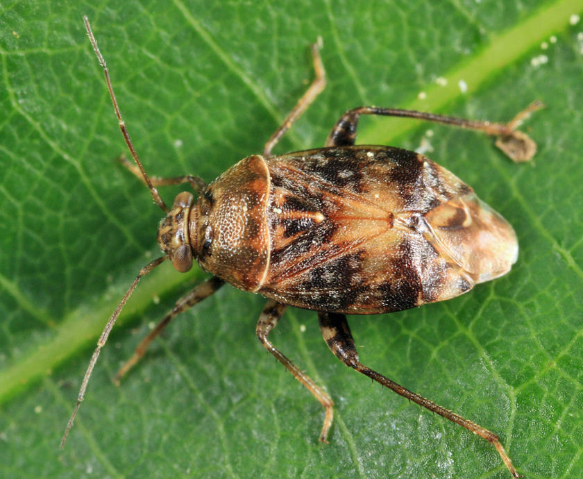 Henrylygus ultranubilus