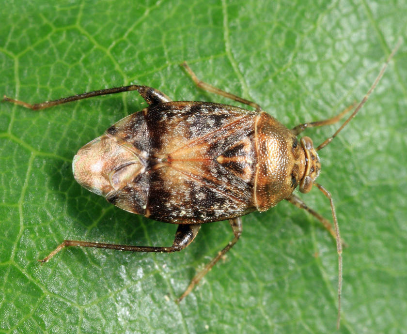 Henrylygus ultranubilus