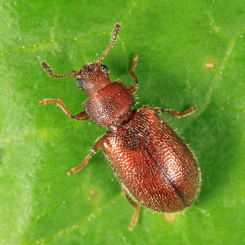 Paratenetus punctatus