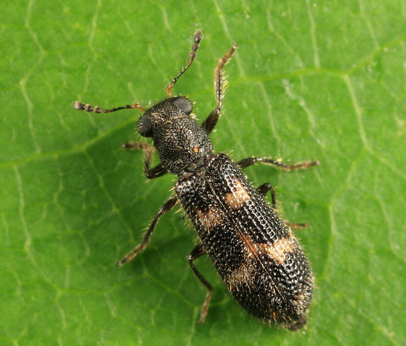 Madoniella dislocata