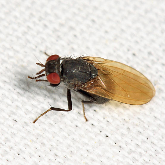 Minettia sp.