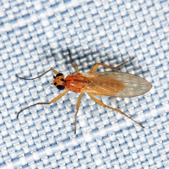 Pointed-winged Fly - Lonchopteridae - Lonchoptera sp.