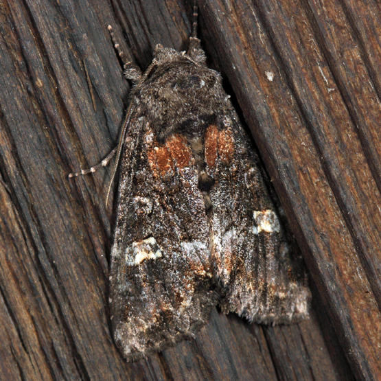 10301  Otter Spiramater Moth  Spiramater lutra