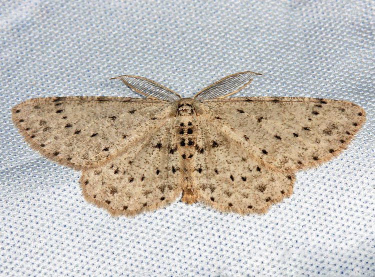  6449  Dotted Gray Moth  Glena cribrataria