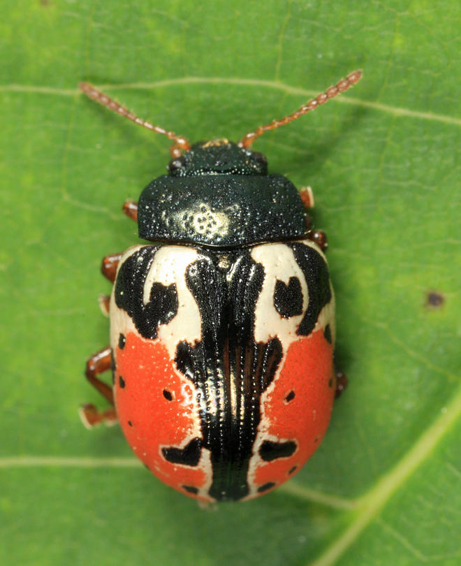 Calligrapha rowena