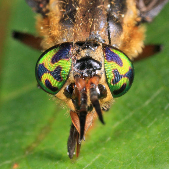 Chrysops frigidus