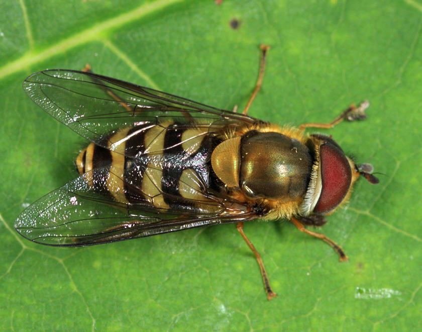 Syrphus torvus